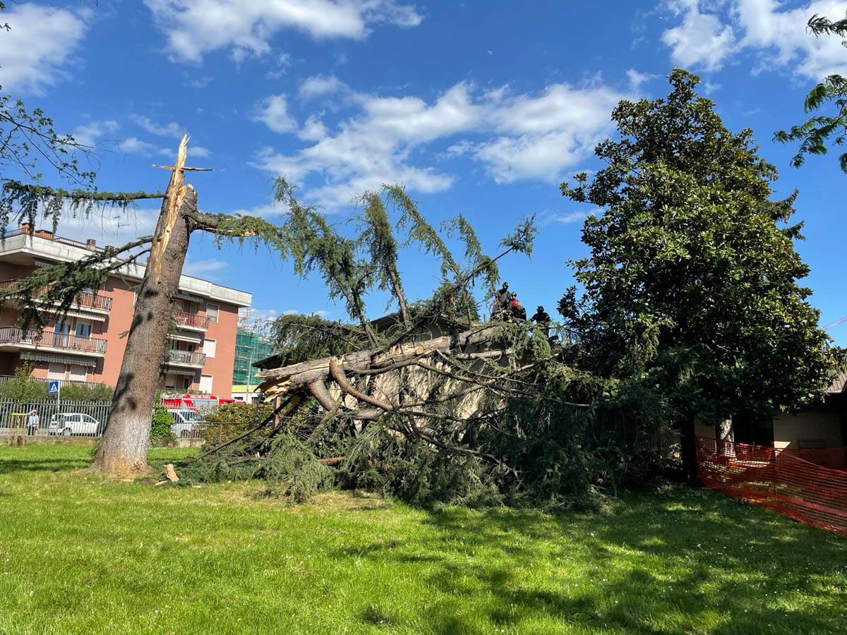 albero caduto scuola verona