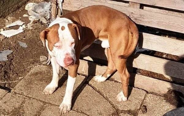 amstaff cane oipa birillo