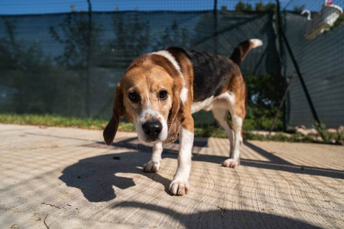 salvataggio lav verona