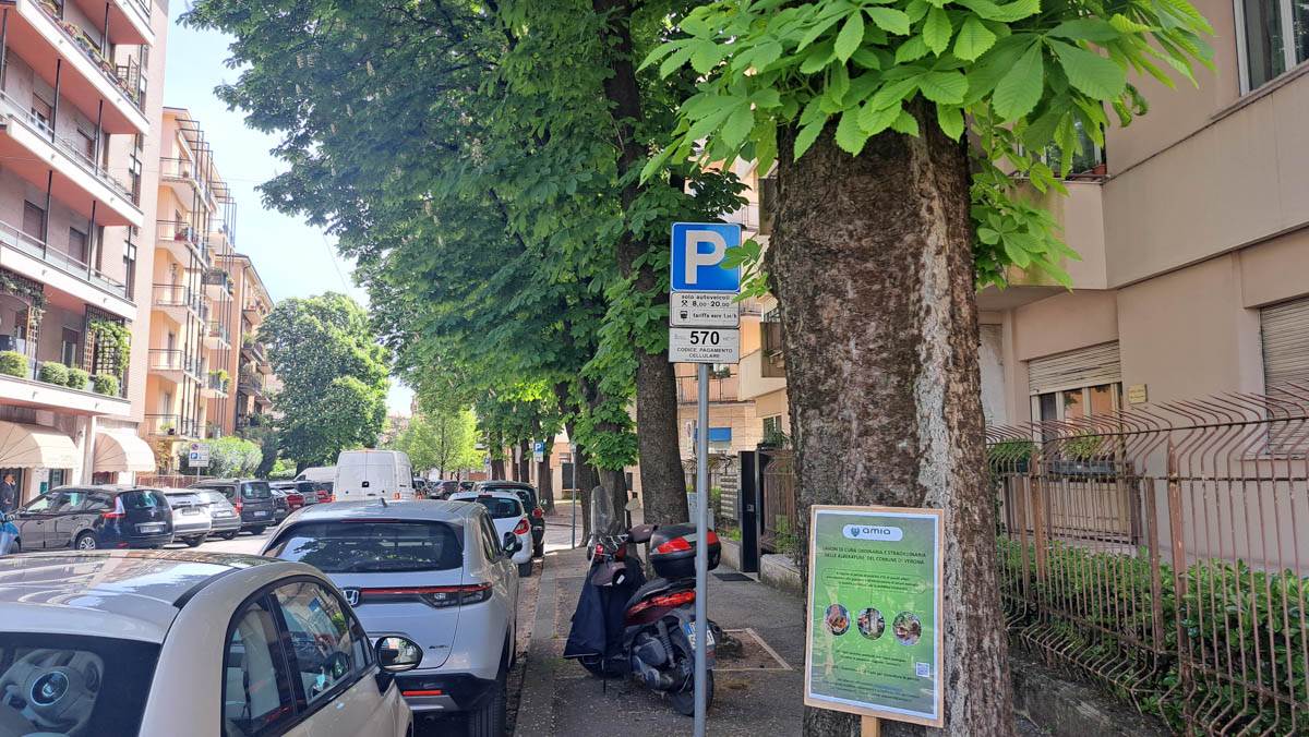 Amia cartelli alberi potature borgo trento