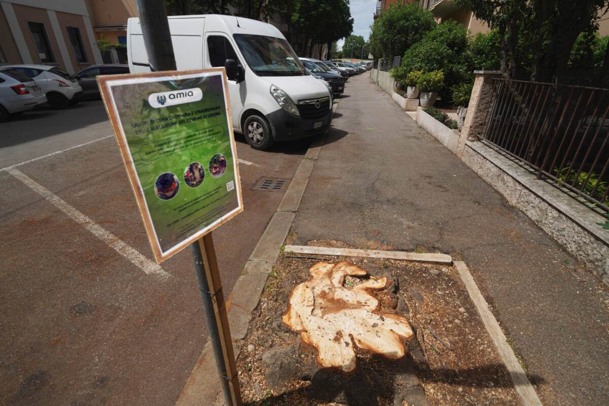 alberi tagliati viale repubblica borgo trento
