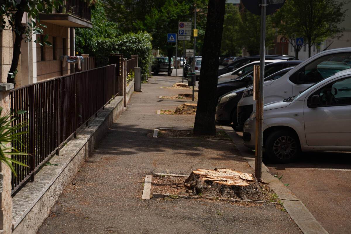 alberi tagliati viale repubblica borgo trento