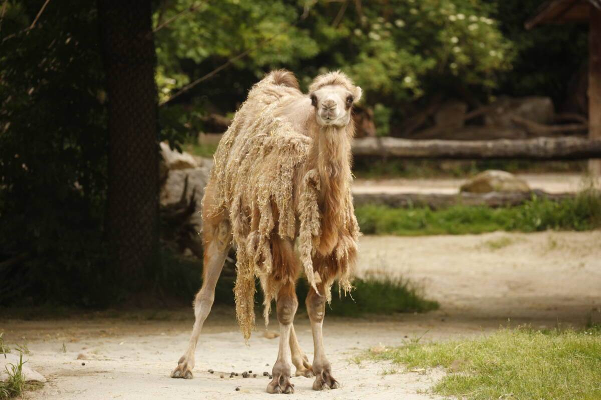 Dune, cammello della Battriana