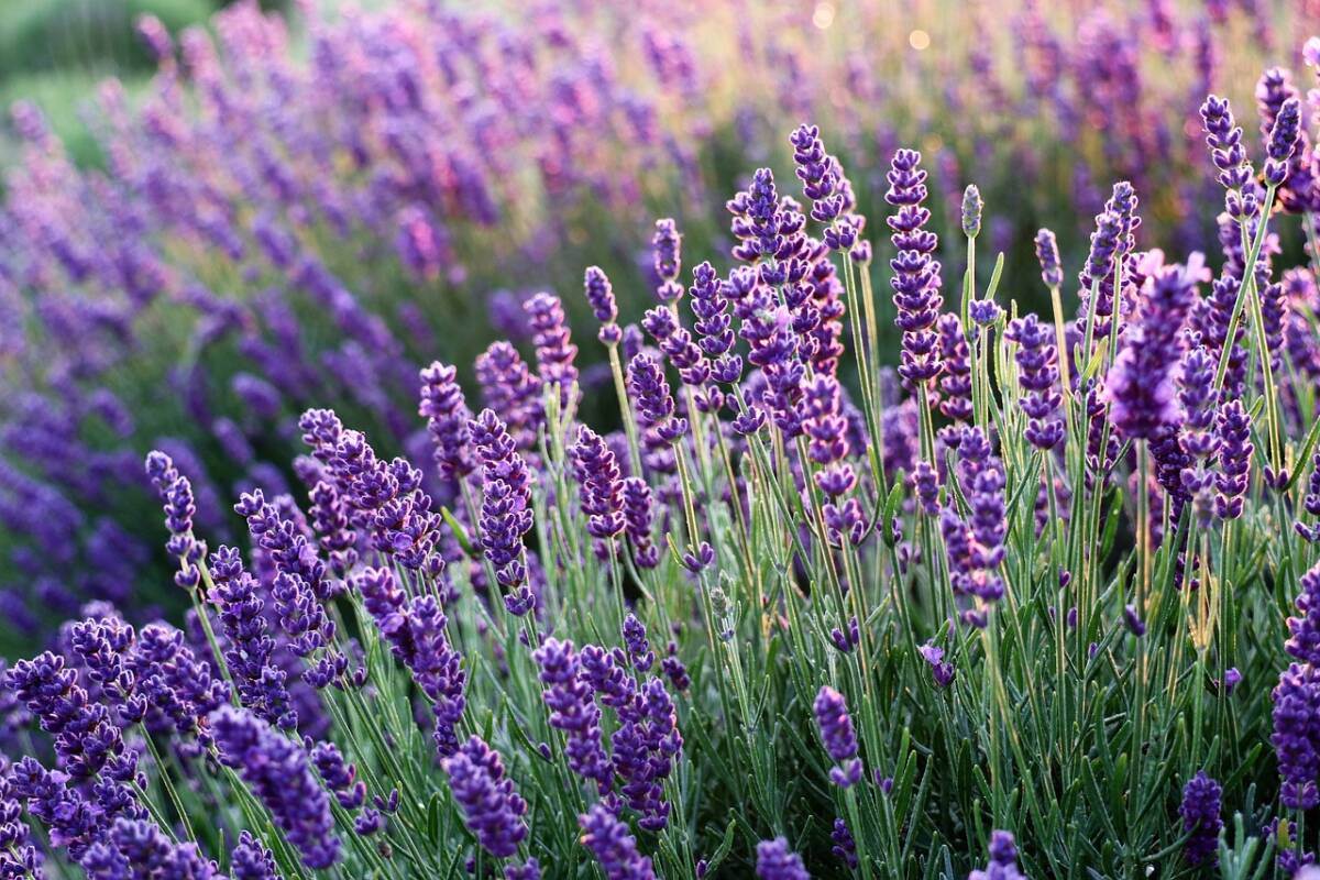 lavanda santa maria in stelle