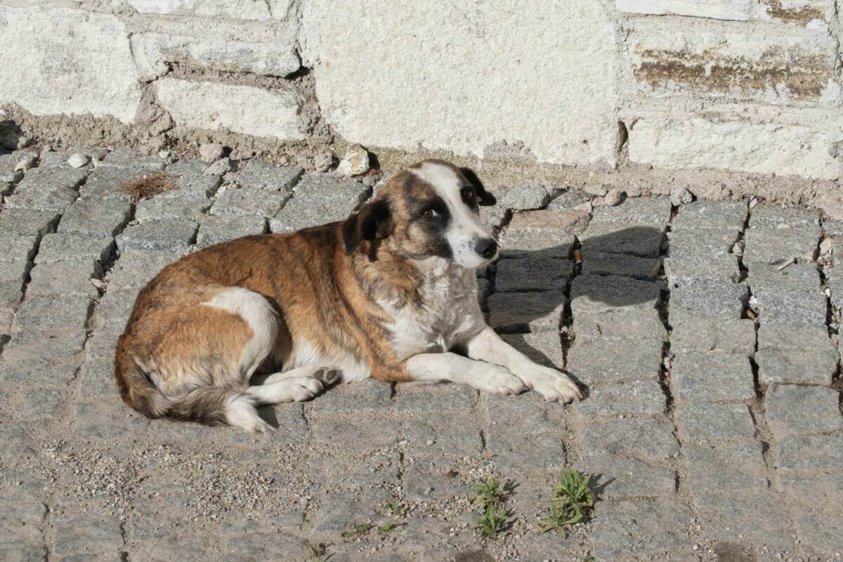 cani abbandonati cane randagio