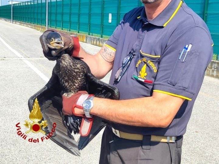 cormorano caldiero vigili del fuoco