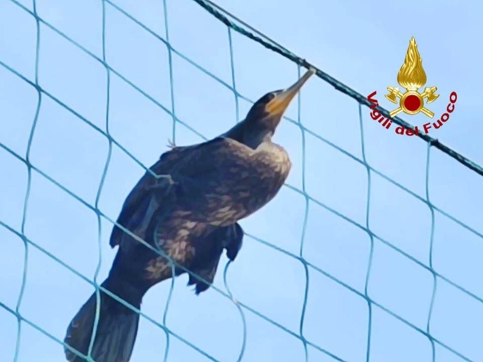 cormorano caldiero vigili del fuoco