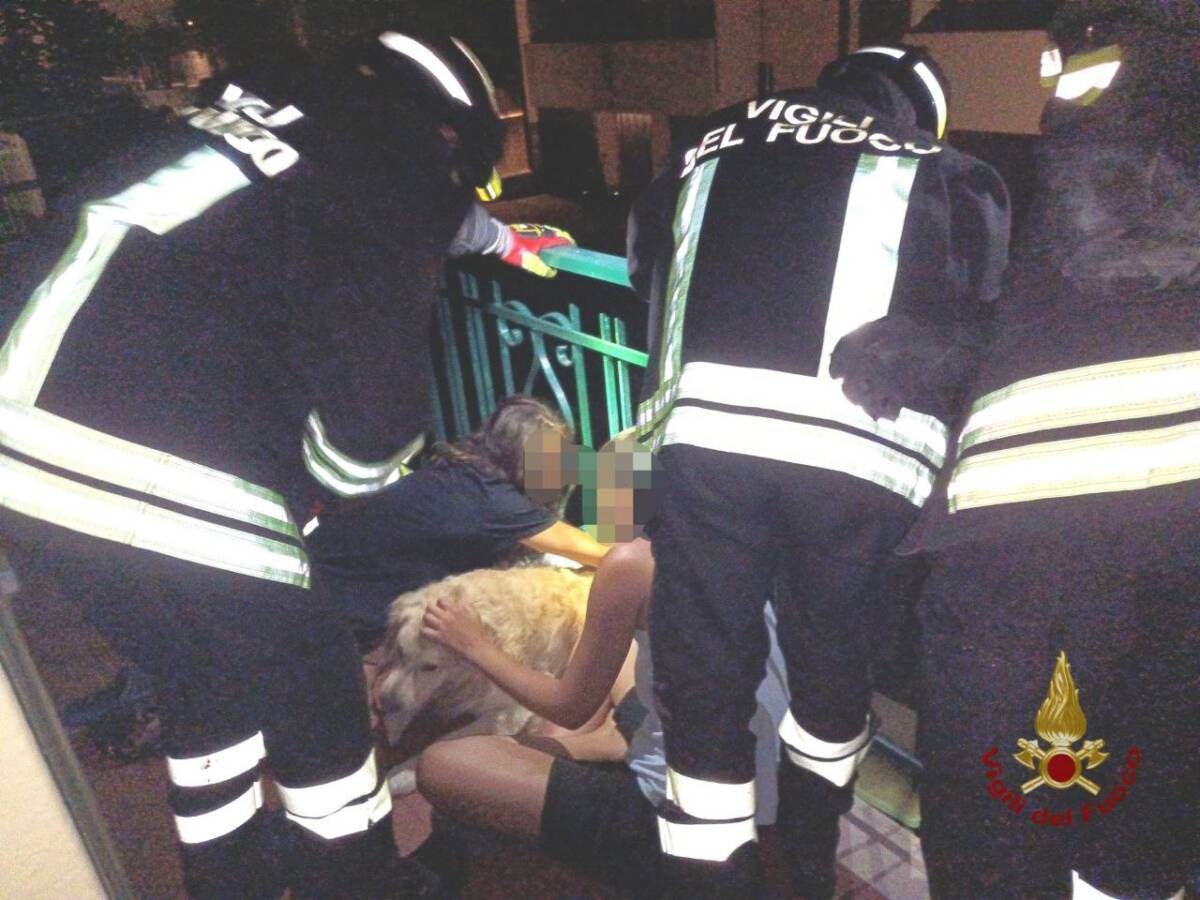 golden retriever salvato Avocado