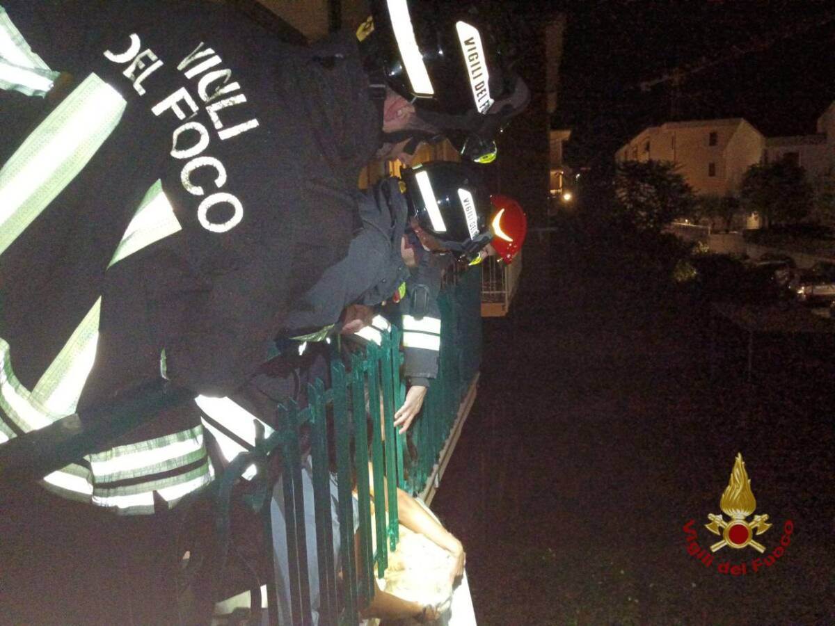 golden retriever salvato Avocado