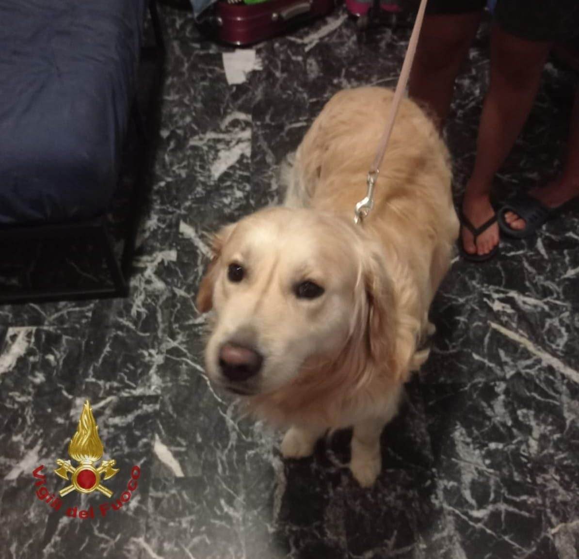 golden retriever salvato Avocado