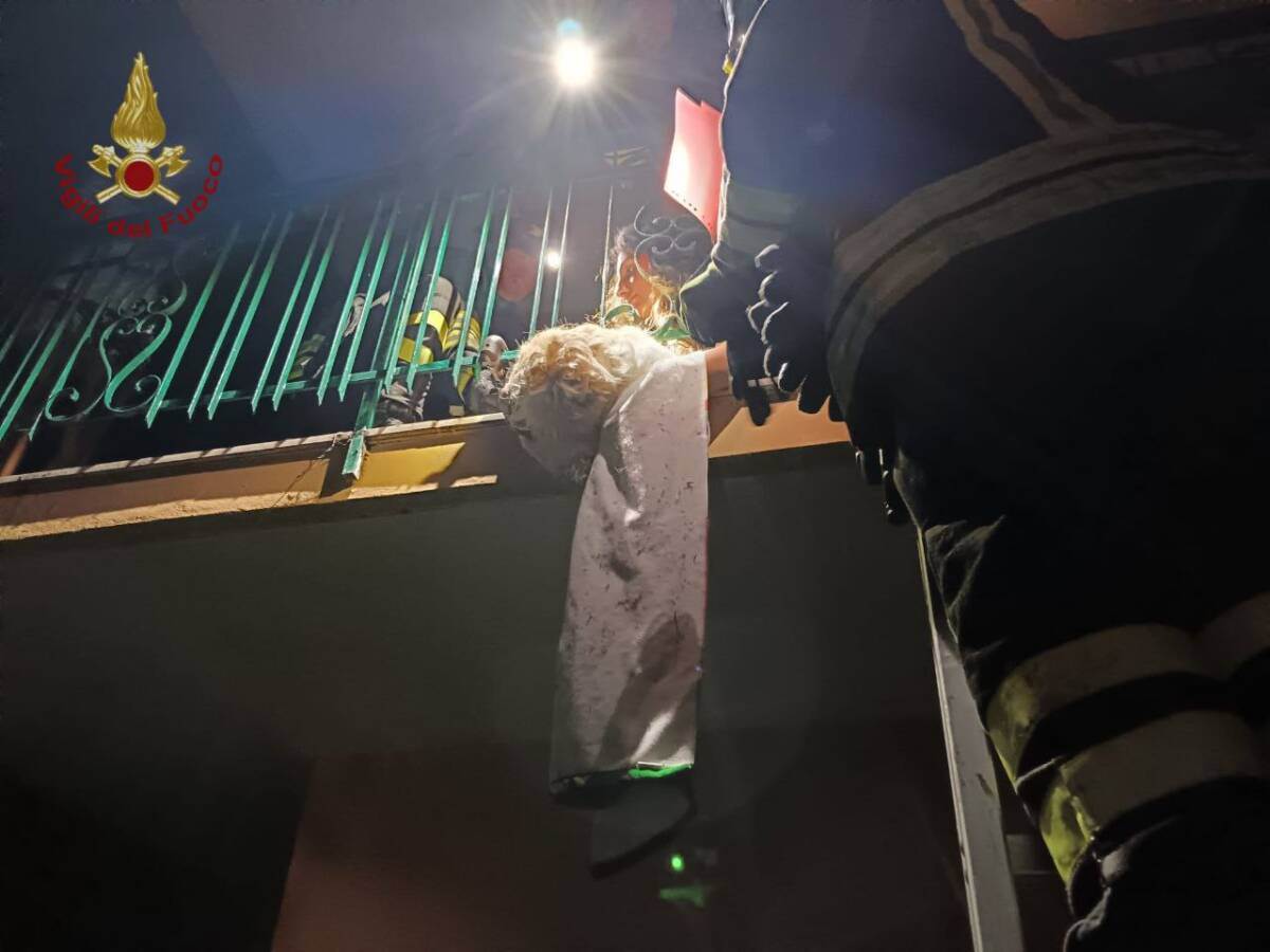 golden retriever salvato Avocado