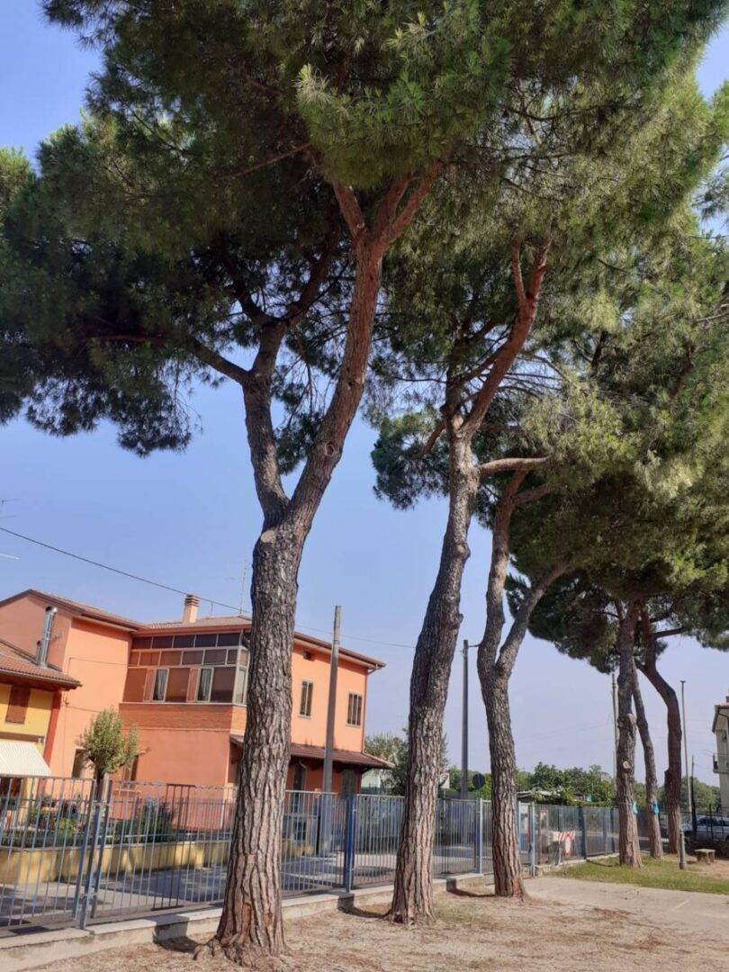 scuole Ca di david alberi