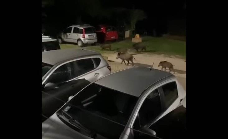 Gruppo di cinghiali a spasso per Marzana.