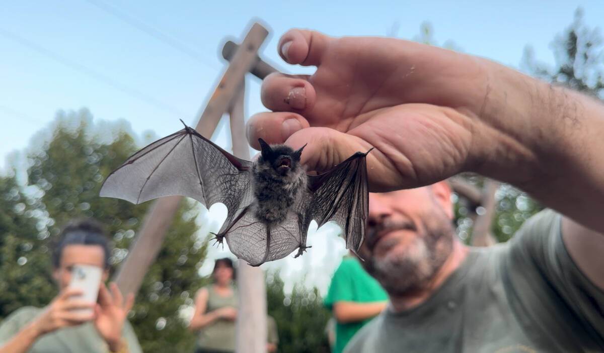 Uno dei dieci pipistrelli appena prima del rilascio al Parco Natura Viva, ph Elena Livia Pennacchioni