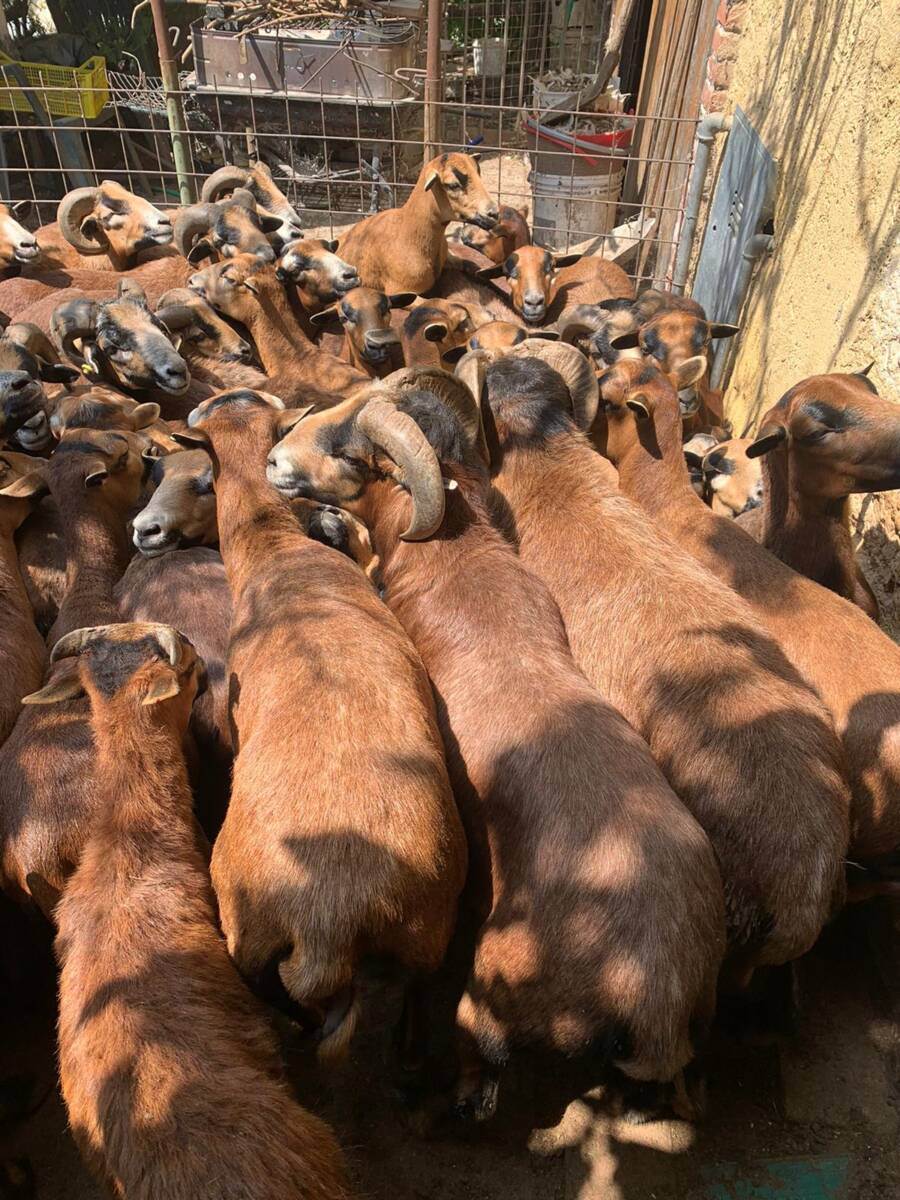 pecore sequestrate verona