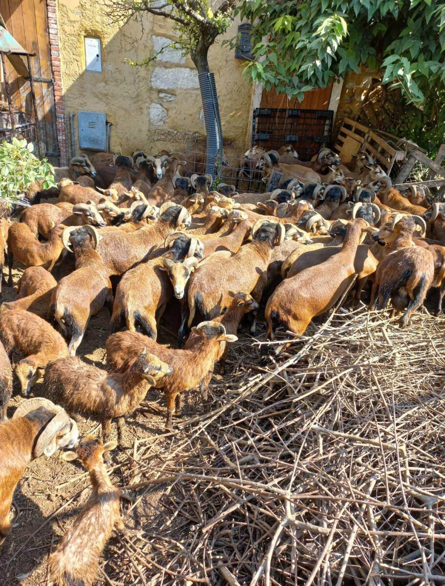 pecore sequestrate verona