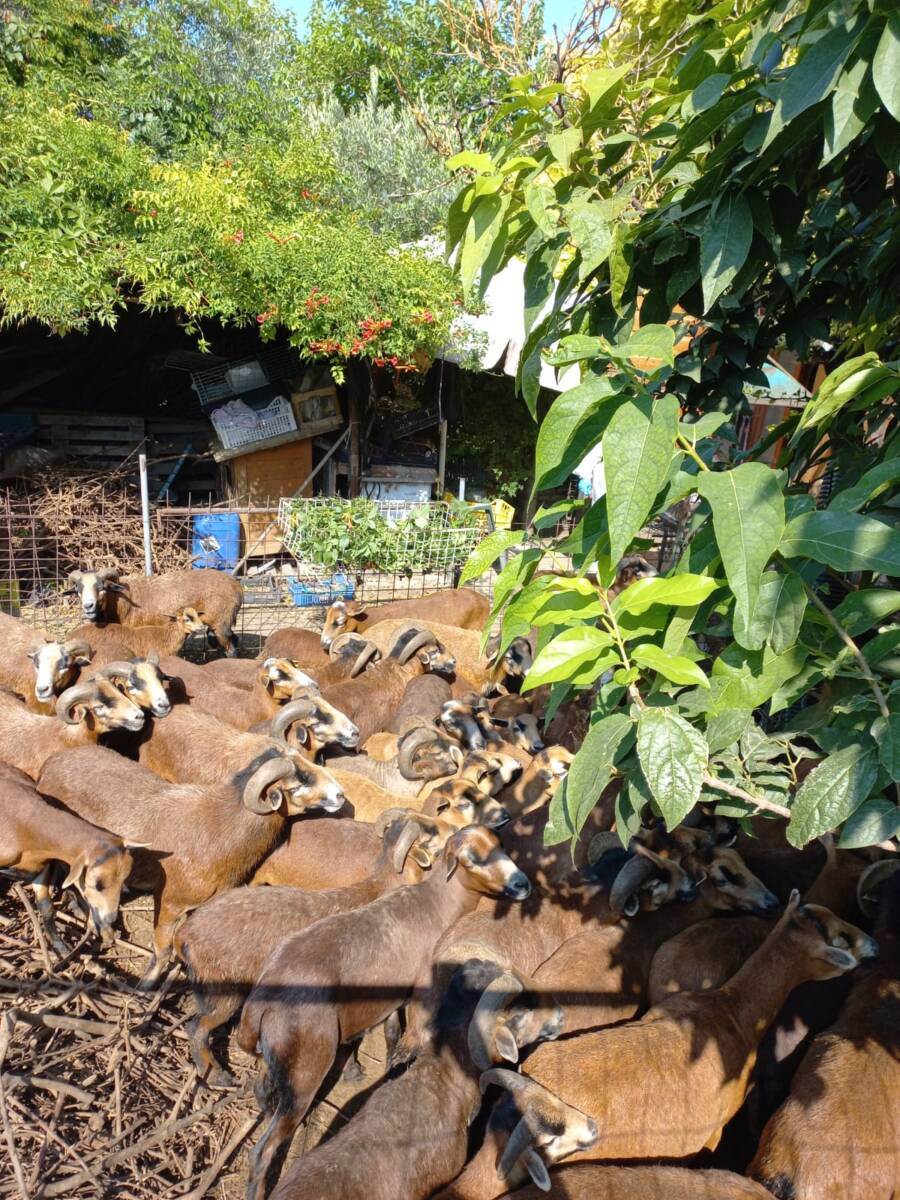 pecore sequestrate verona