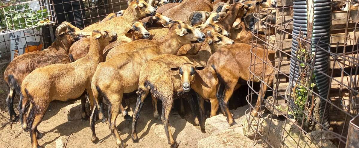 pecore sequestrate verona