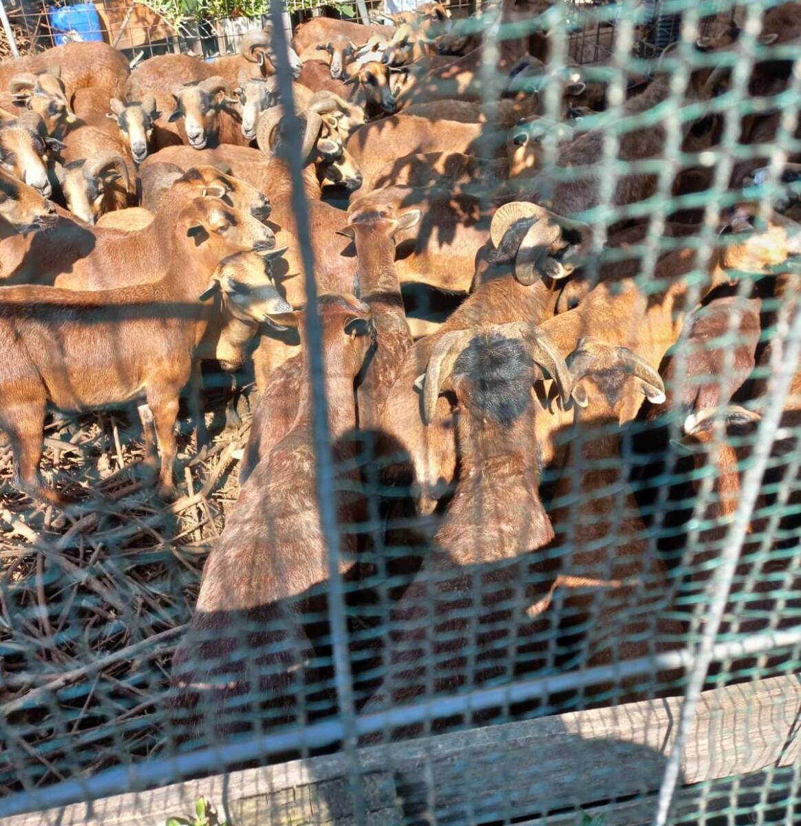 pecore sequestrate verona