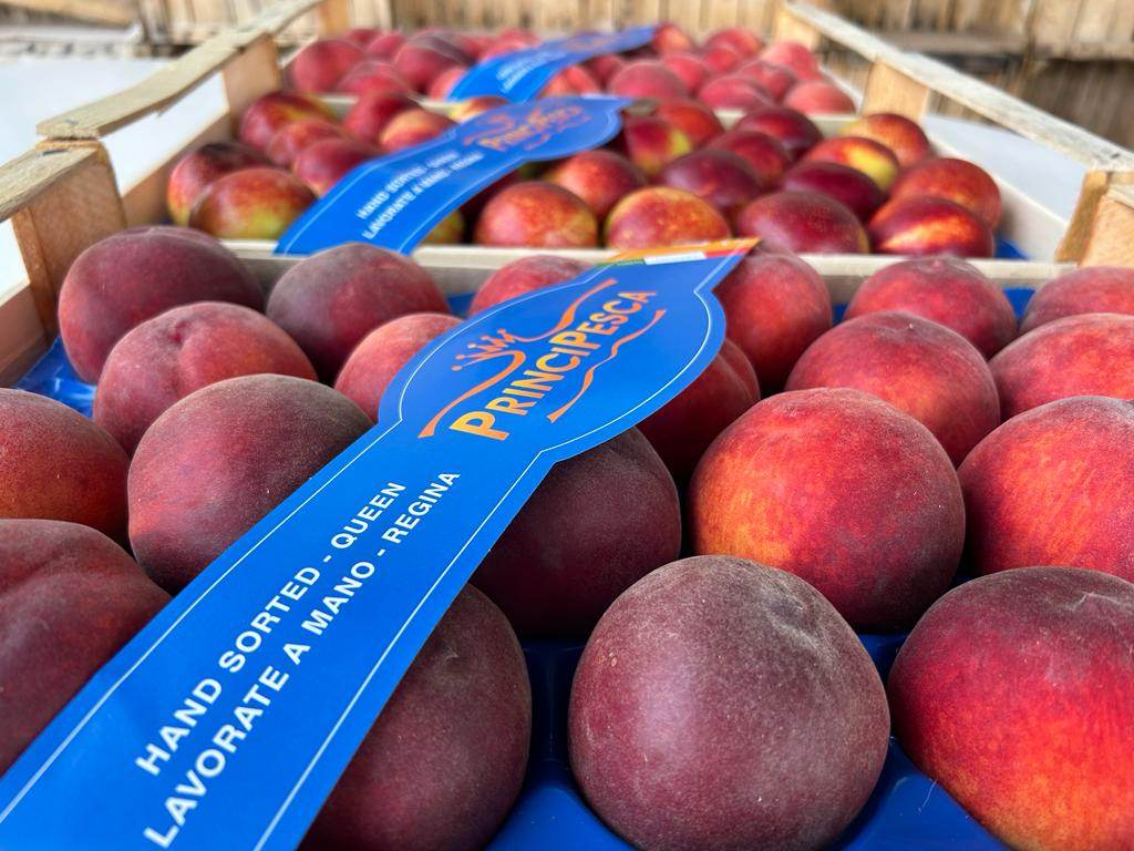 principesca pesche mostra pesca pescantina