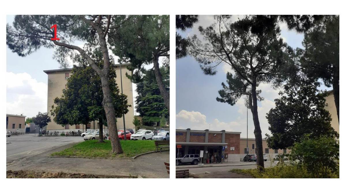 Amia alberi stazione Porta Vescovo da abbattere