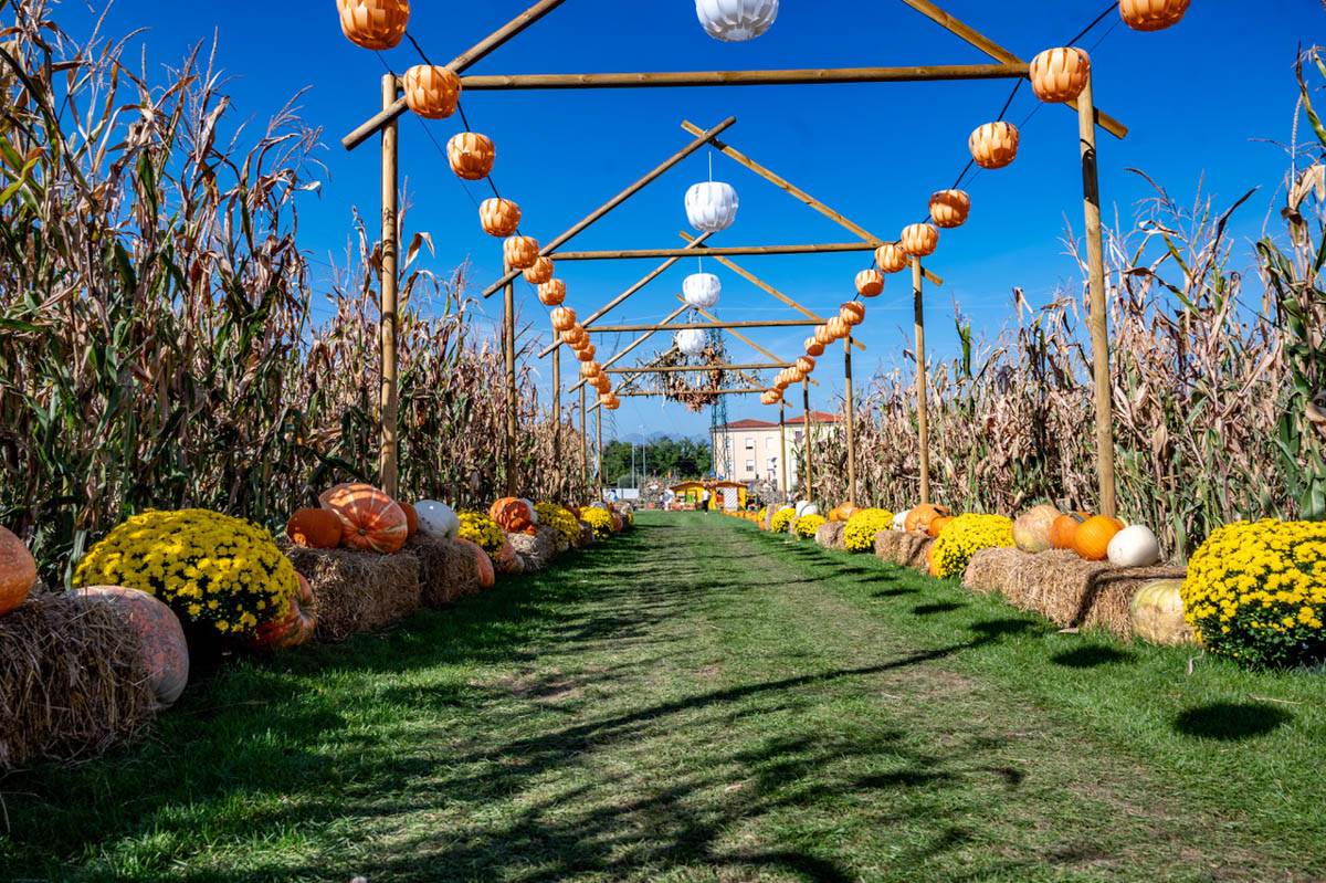 Campo delle zucche Flover Farm Bussolengo