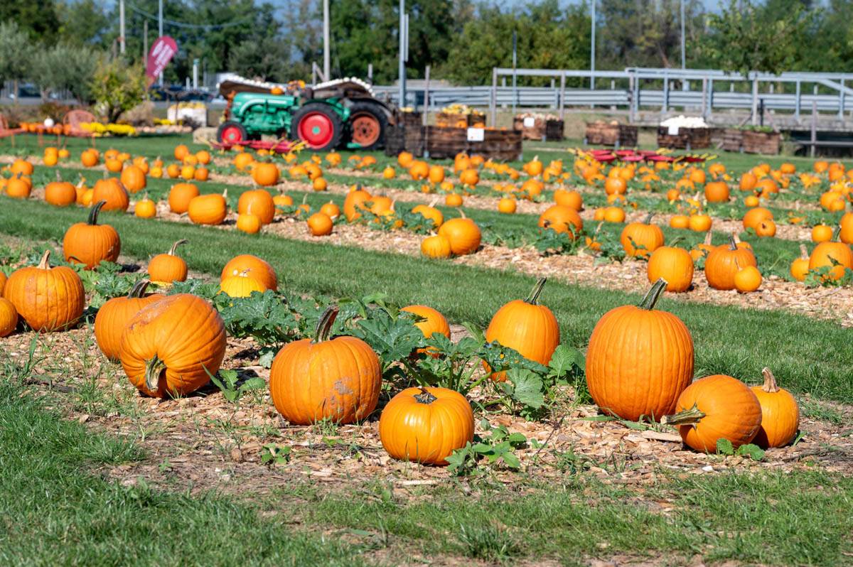 Campo delle zucche Flover Farm Bussolengo