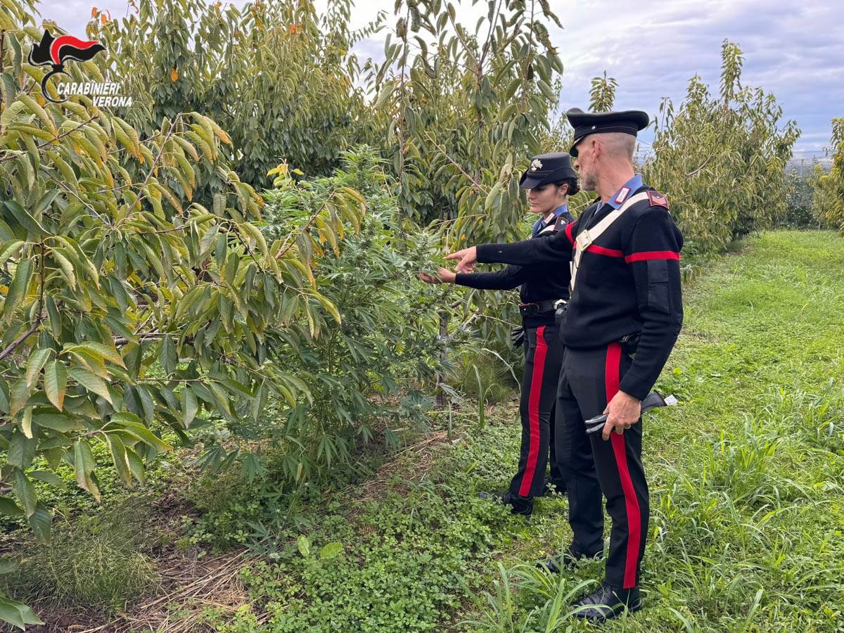 Carabinieri Colognola ai Colli - cannabis