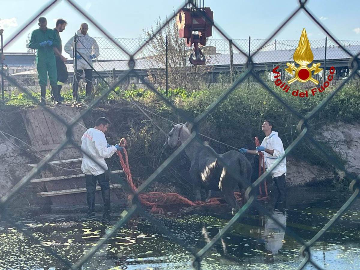 Vigili del fuoco - Roverchiara recupero cavallo