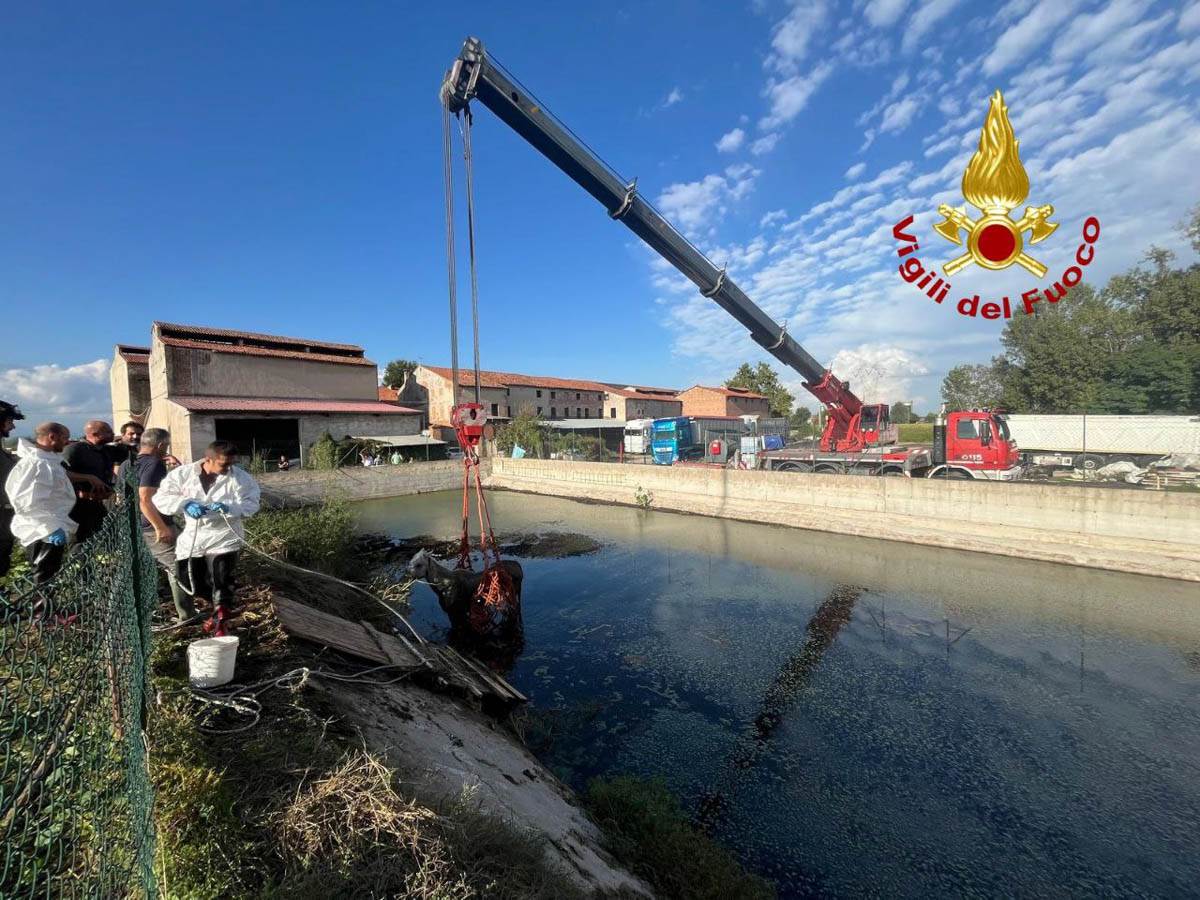Vigili del fuoco - Roverchiara recupero cavallo