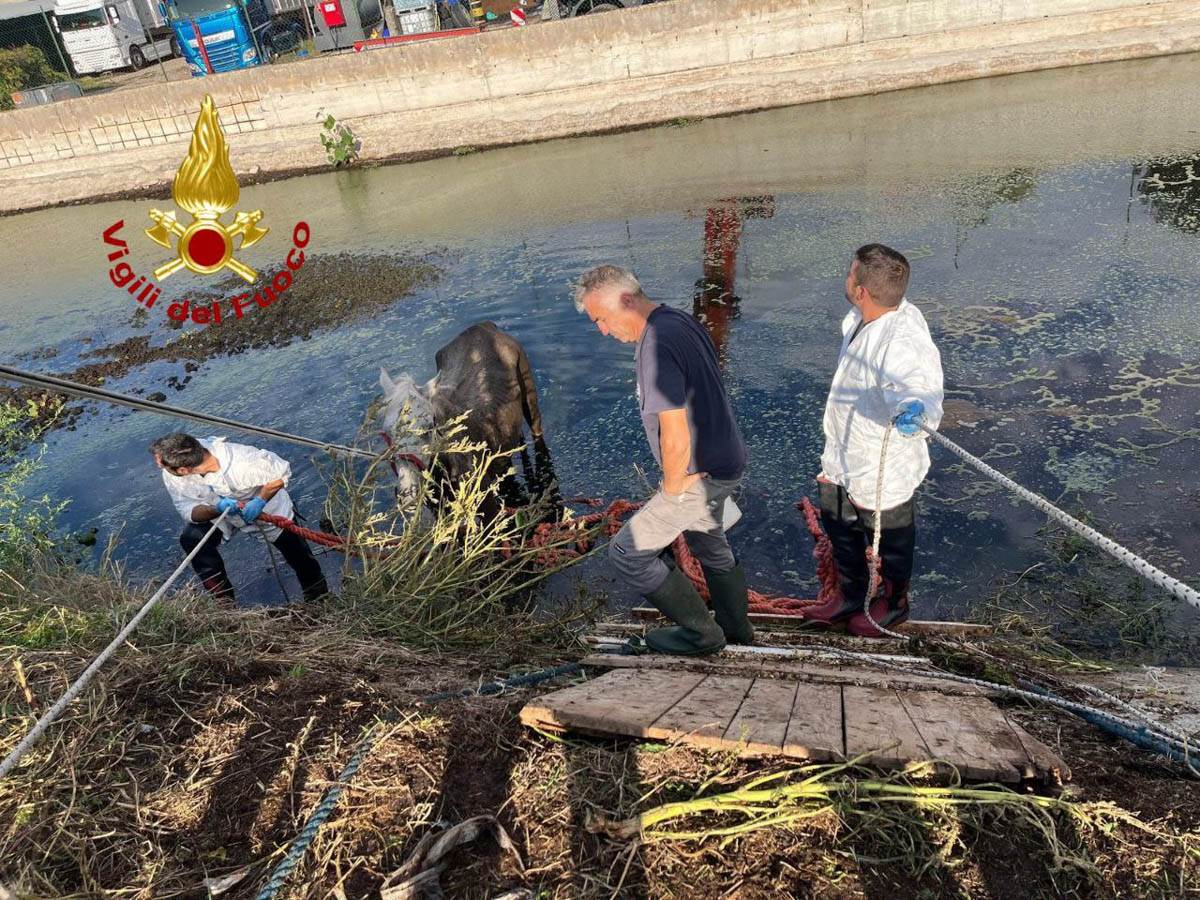 Vigili del fuoco - Roverchiara recupero cavallo