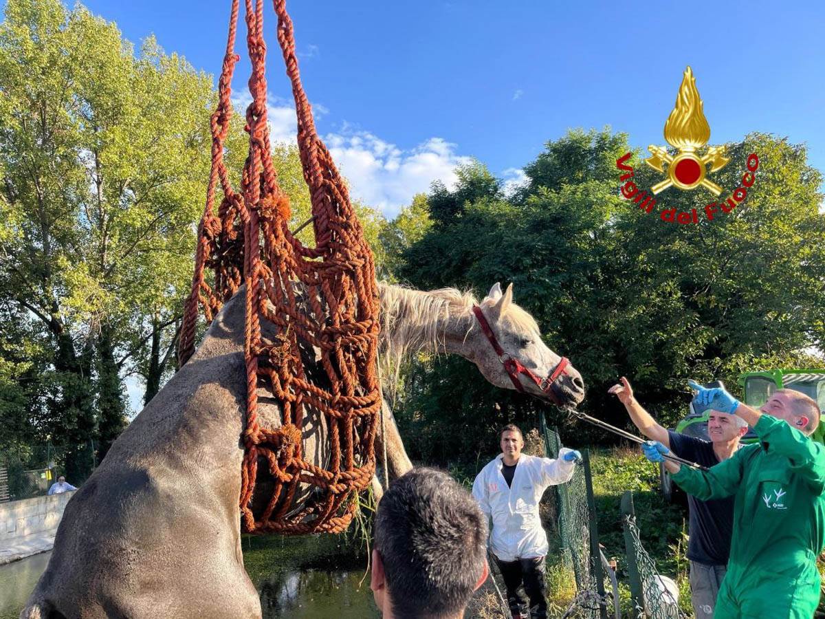 Vigili del fuoco - Roverchiara recupero cavallo