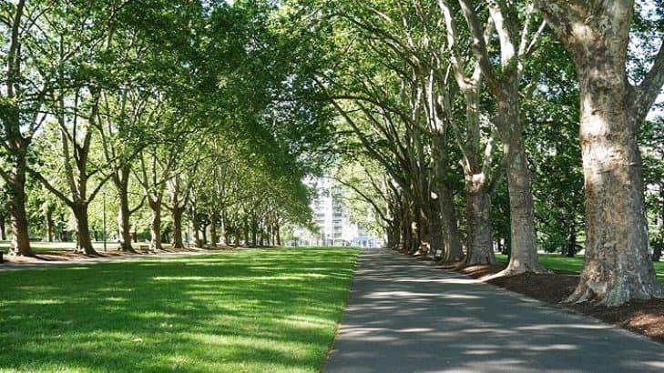 lavori circoscrizioni viale alberato