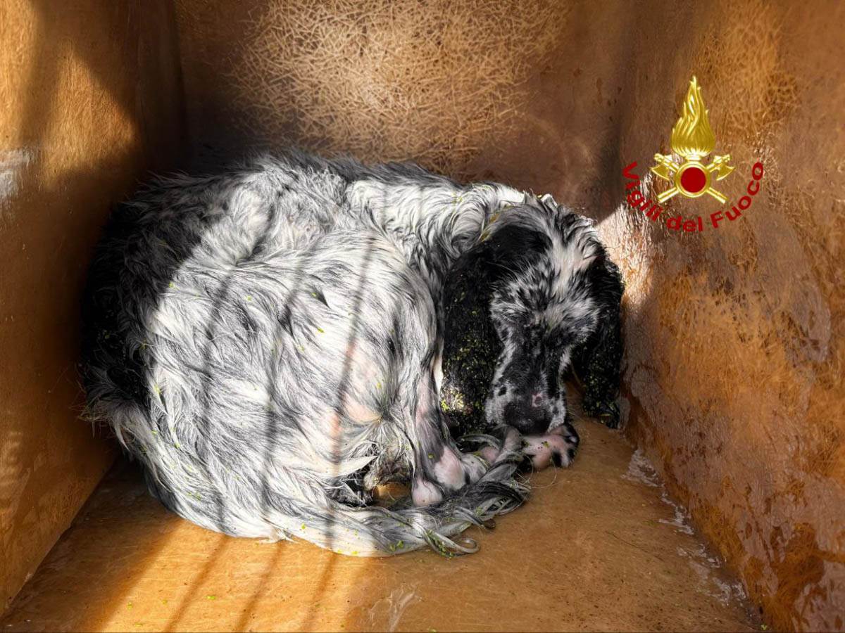 Setter salvato Sommacampagna vigili del fuoco cane