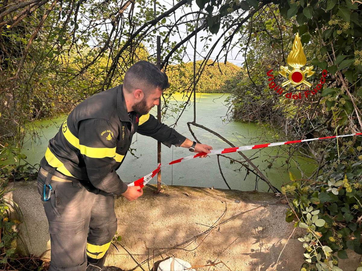 Setter salvato Sommacampagna vigili del fuoco cane