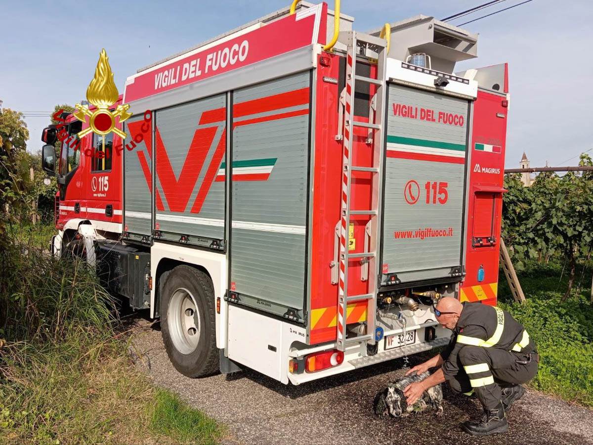 Setter salvato Sommacampagna vigili del fuoco cane