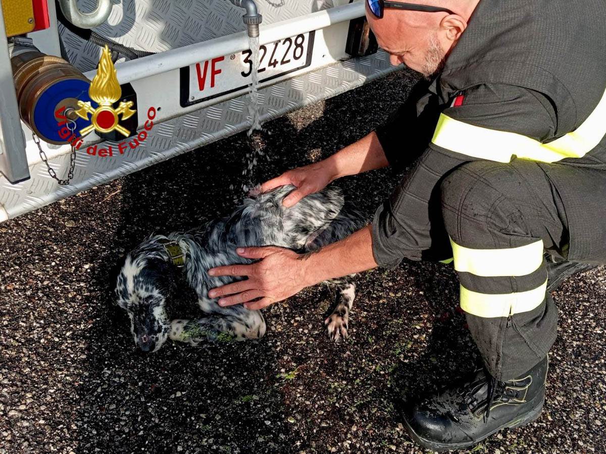 Setter salvato Sommacampagna vigili del fuoco cane