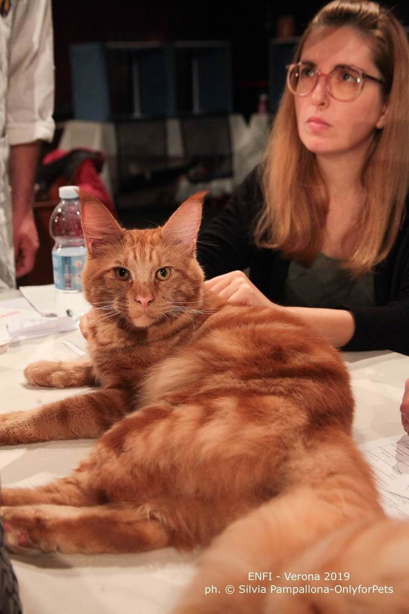 gatti più belli del mondo (1)