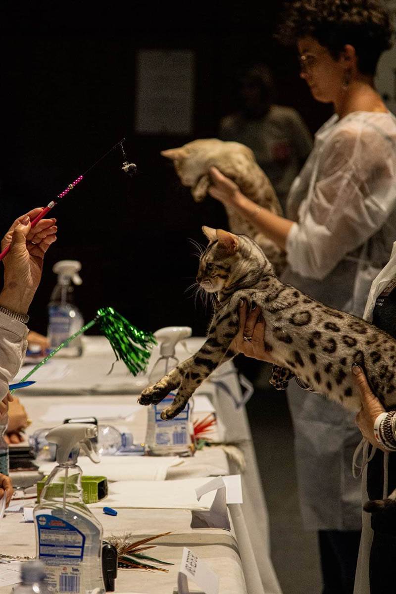 gatti più belli del mondo (1)