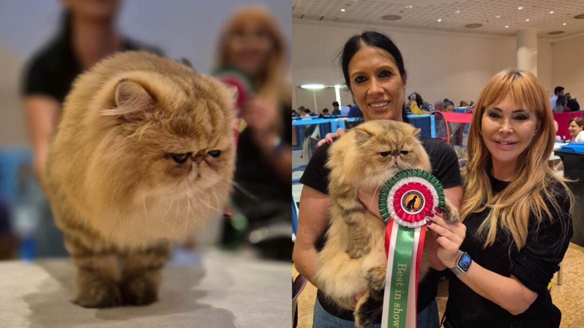 gatto più bello del mondo Bounty