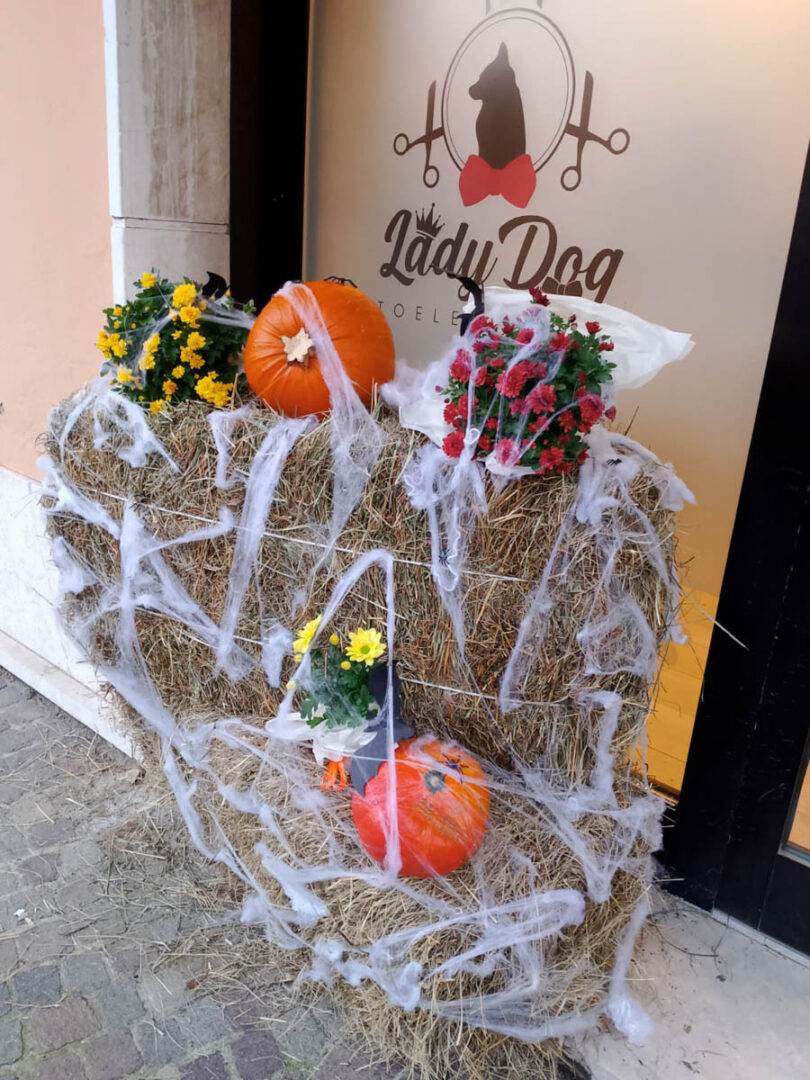 halloween san bonifacio