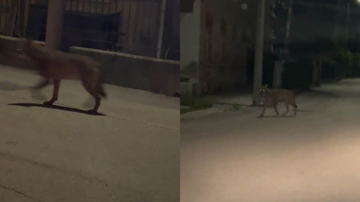 Lupo al Cason del Chievo