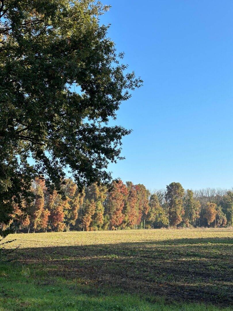 ecomuseo aquae planae