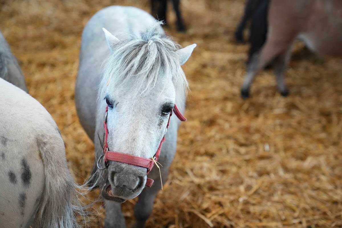 Fieracavalli 2024 - Area autism friendly - Veronafiere - Foto Ennevi