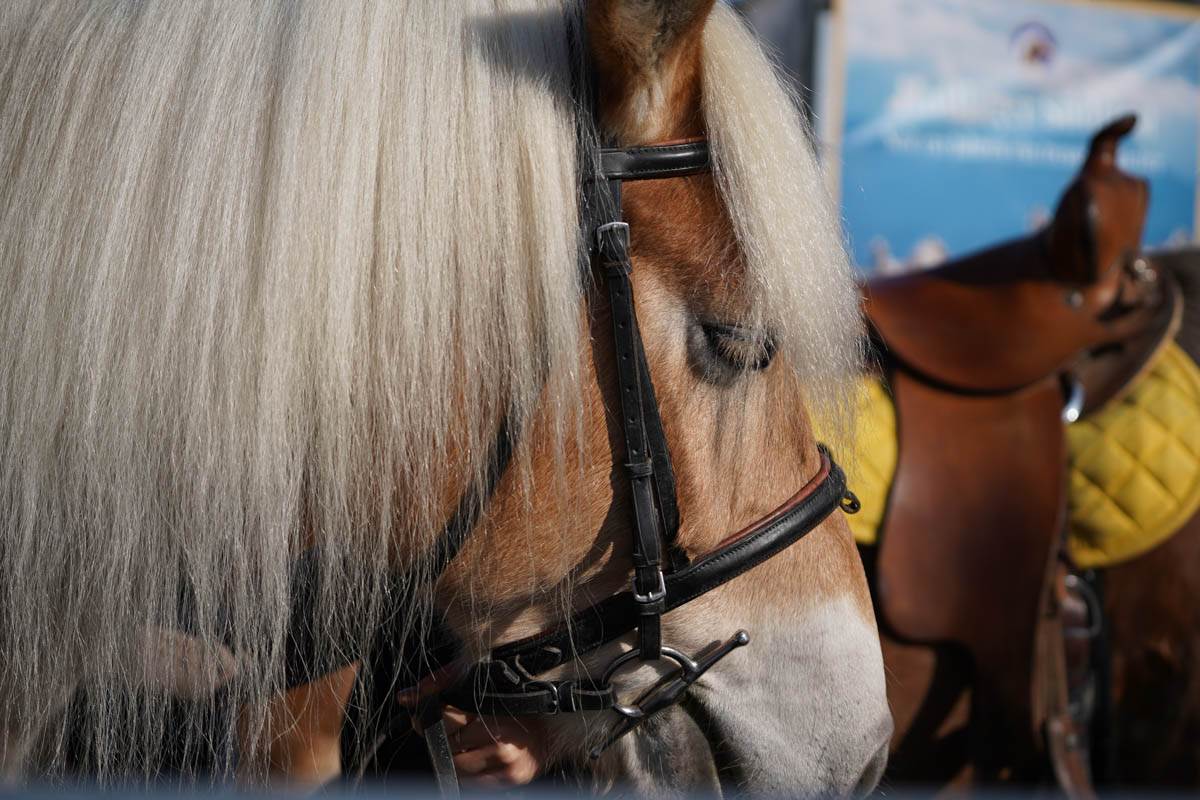 Fieracavalli 2024 - Area autism friendly - Veronafiere - Foto Ennevi