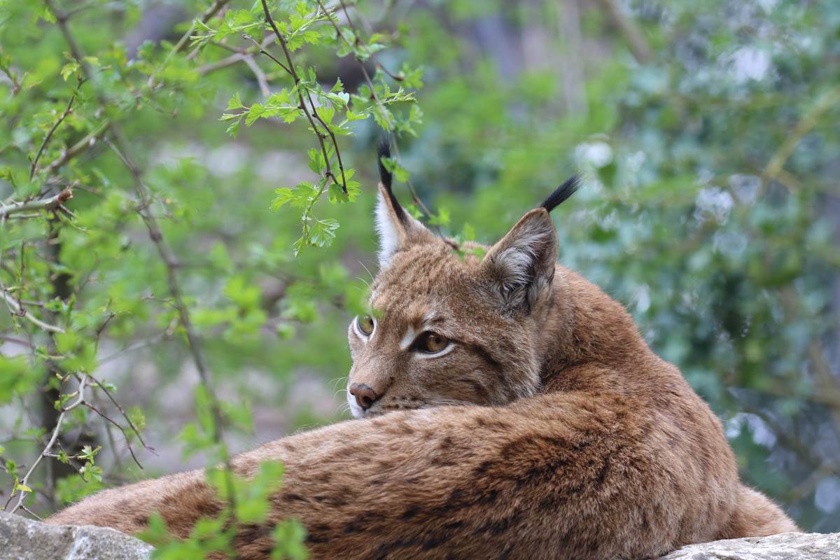 Lince eurasiatica al Parco Natura Viva, ph Giorgio Cortese