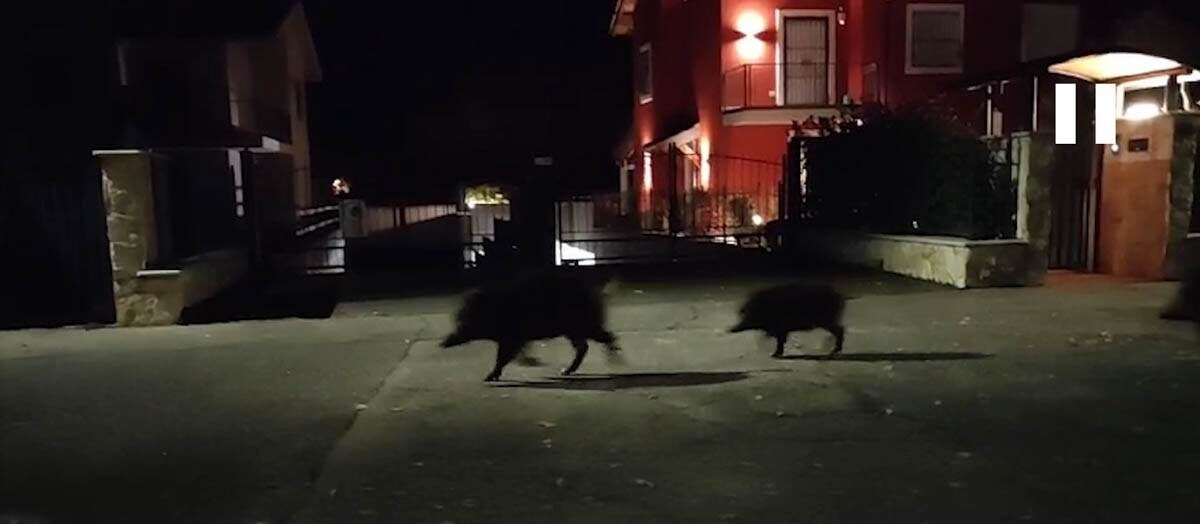 Cinghiali via Callas