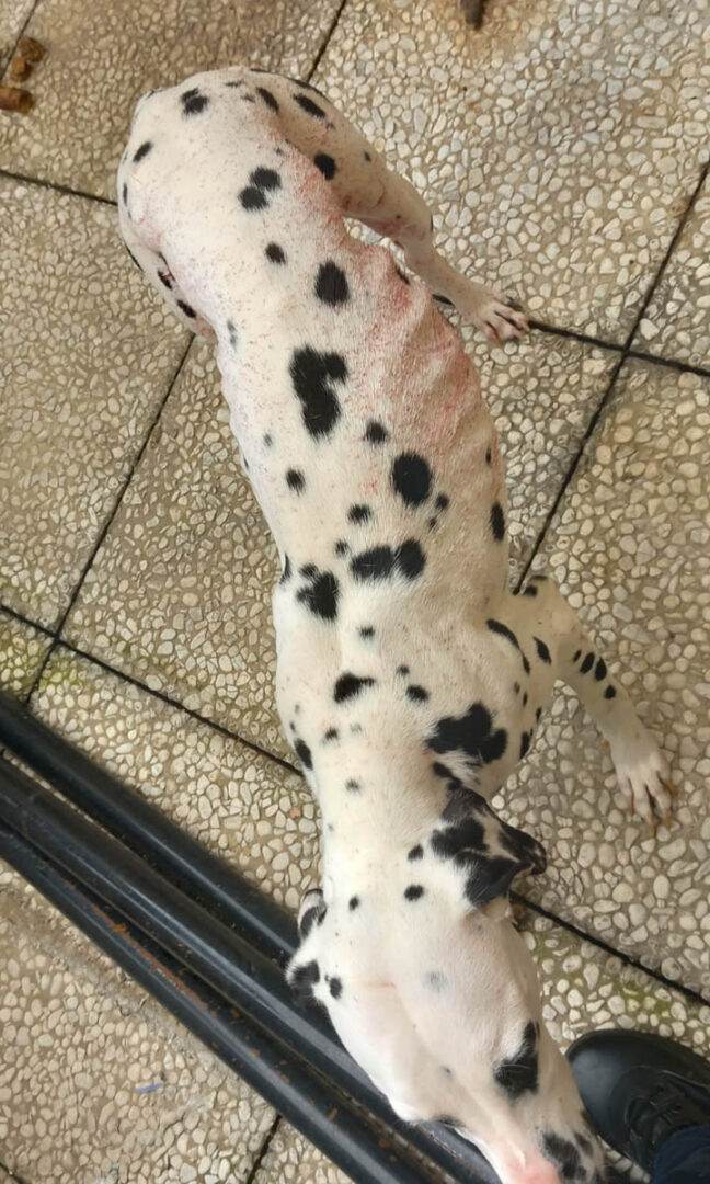 Guardie Zoofile Oipa Verona