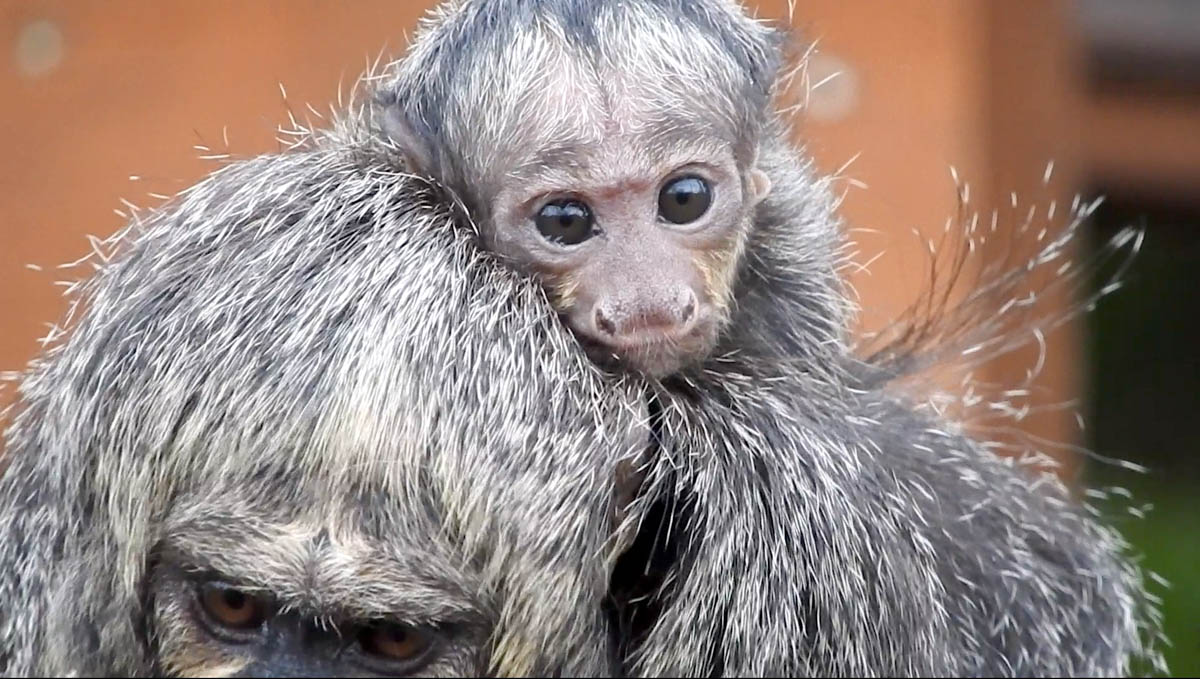 Piccolo saki dalla faccia bianca ancorato alla sua mamma. Foto Elena Livia Pennacchioni