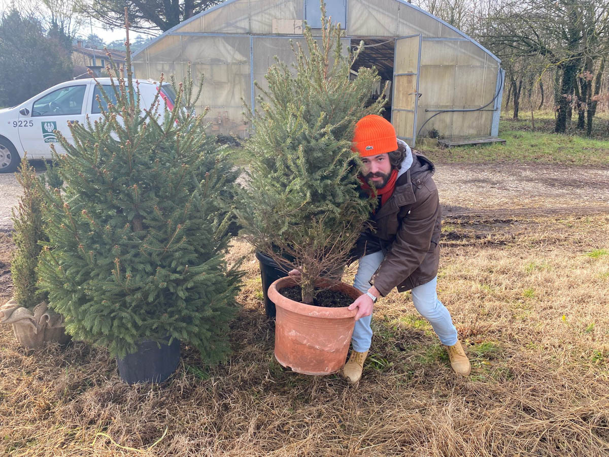 Alberi di Natale ad Amia